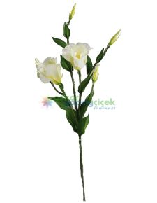 Beyaz lisiyantüs çiçek