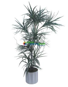 Dracena-Marginata