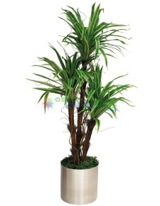 Yapay DRACENA MASSENGENA