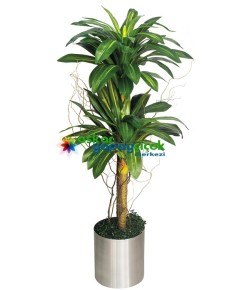 Yapay Dracena ikili