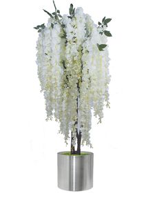 Beyaz wisteria ağacı