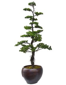 Yapay şimşir yapraklı Bonsai