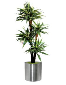 Yapay  üçlü DRACENA MASSENGENA