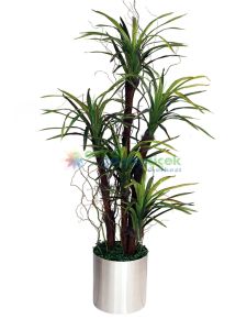 Yapay  Beşli DRACENA MASSENGENA