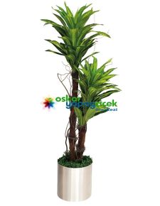 Yapay Dracena ikili