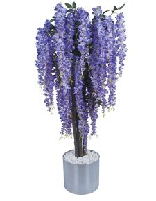 Mor Wisteria Ağacı