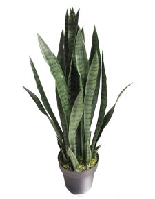 Yapay sanseveria