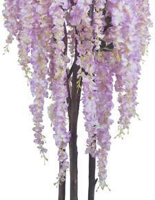 Pembe Wisteria Ağacı