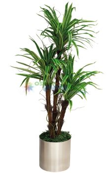 Yapay DRACENA MASSENGENA