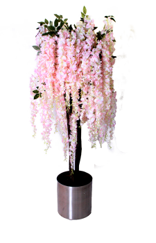 Pembe wisteria ağaç. Pembe akasya