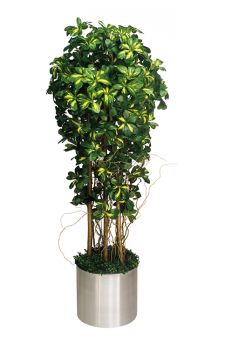 Schefflera Actinopylla