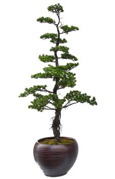 Yapay şimşir yapraklı Bonsai