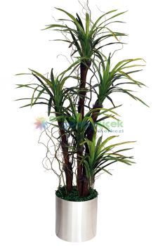 Yapay  Beşli DRACENA MASSENGENA