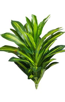 Yapay Dracena Bitki