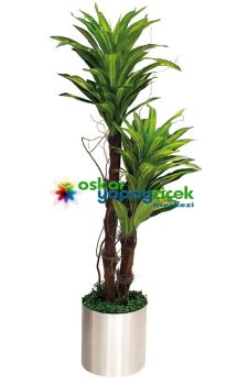 Yapay Dracena ikili