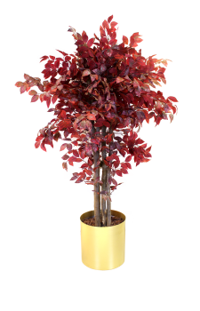 Kızıl Hazan Ağacı