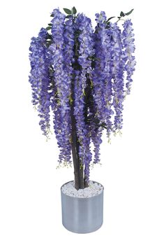 Mor Wisteria Ağacı