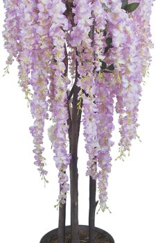 Pembe Wisteria Ağacı